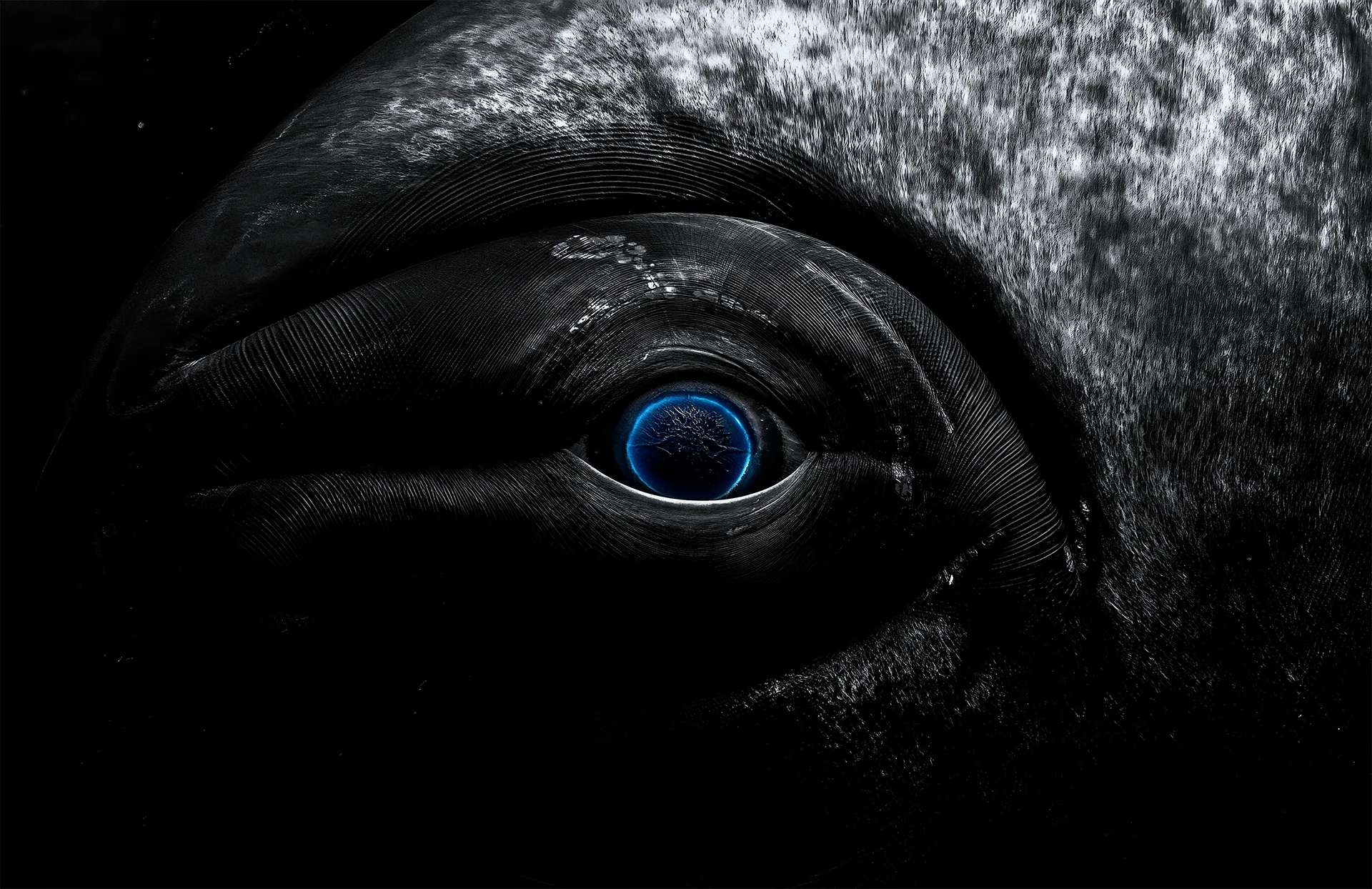 beluga-bw